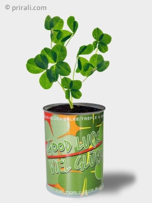 Trèfle à 4 feuilles en canette
